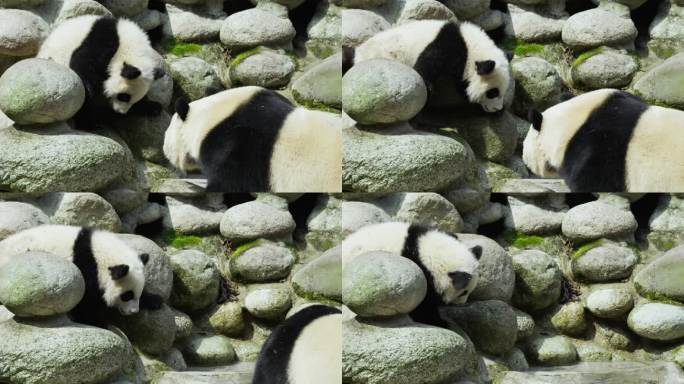 大熊猫妈妈和宝宝一起玩耍可爱幼崽
