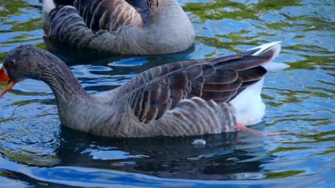 一群野鸭在池塘上优雅地游泳，嘎嘎嘎嘎地寻找食物