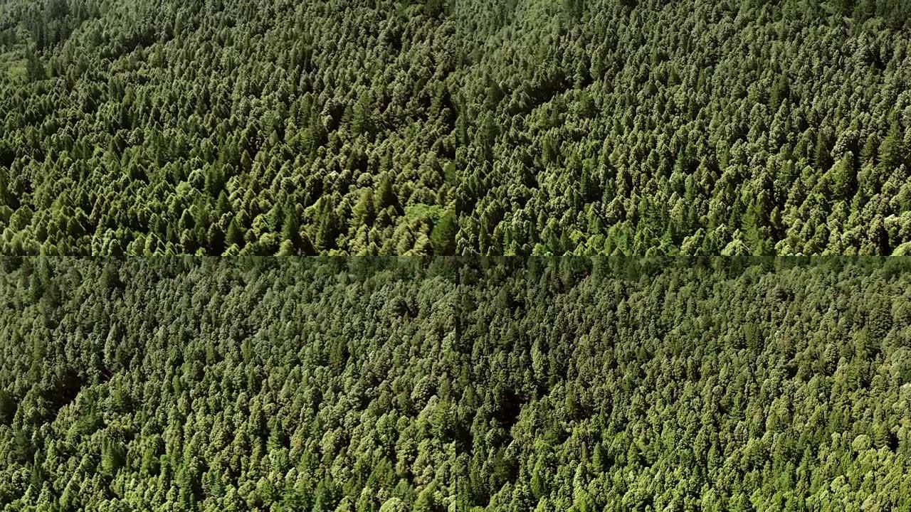 加利福尼亚的空中森林