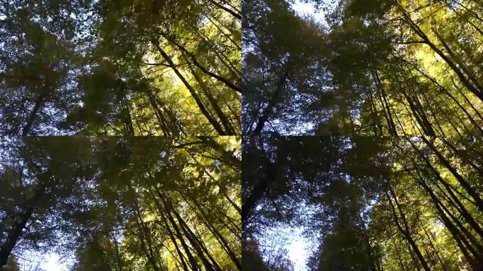 秋天在森林里移动