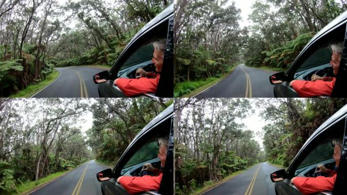 温带雨林公路上行驶的汽车的POV