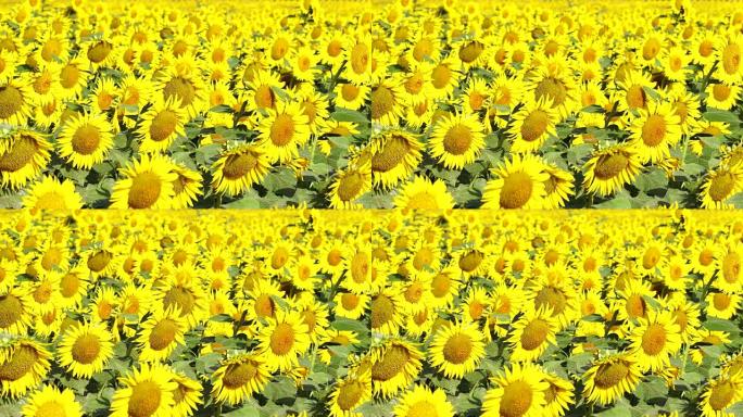 阳光明媚的日子里的向日葵