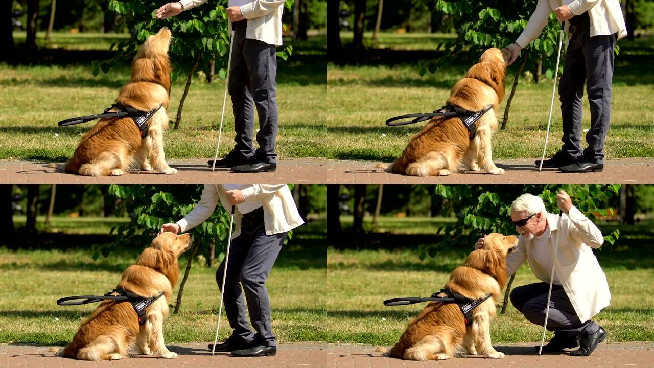 盲人喂养和抚摸导盲犬，支持视力障碍人群