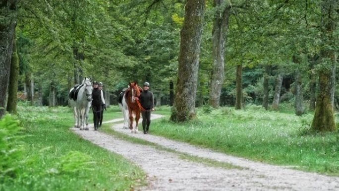 DS四个人领着他们的马沿着森林路