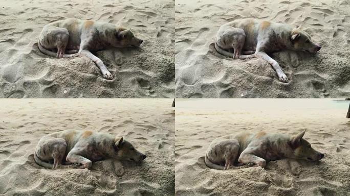 狗躺在沙滩上