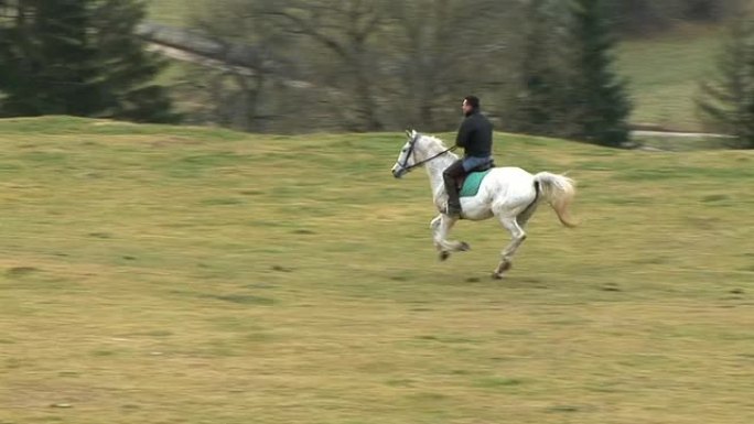 高清: 在草地上疾驰