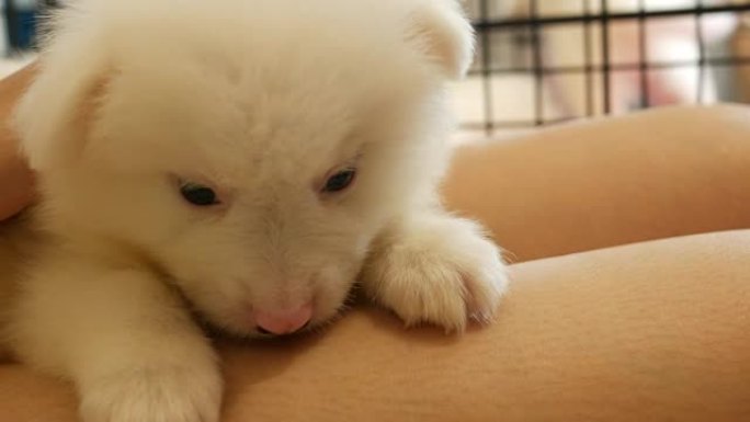 女孩照顾小狗狗狗犬种养狗养犬萌宠玩耍