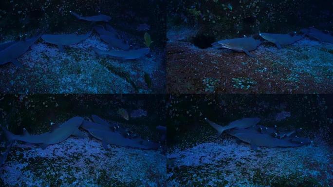 白鳍礁鲨探险神秘鱼类