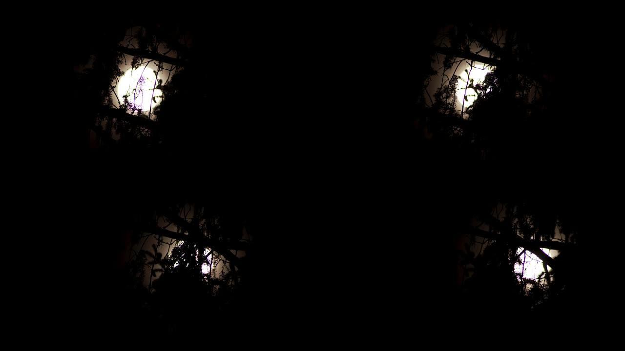 森林中的月亮森林中的月亮月光