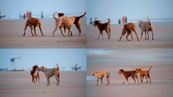 一群狗在靠近水的海滩上互相玩耍，咬人，奔跑