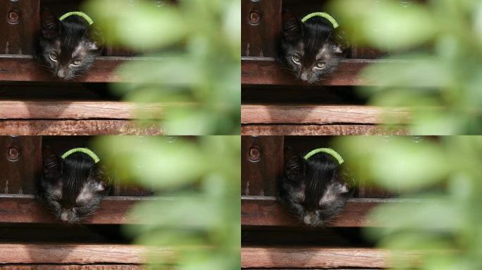 小猫坐在木栅栏后面