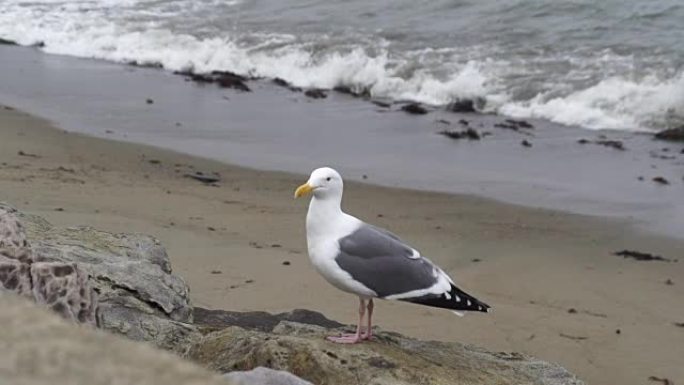 海鸥栖息在海滩上海鸥栖息在海滩上