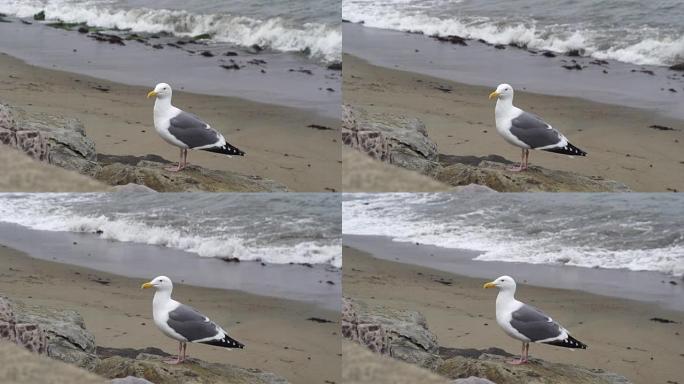海鸥栖息在海滩上海鸥栖息在海滩上