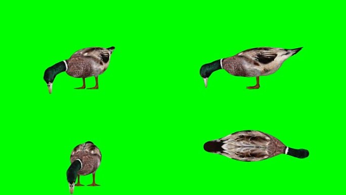 吃鸭子的绿屏 (可循环)
