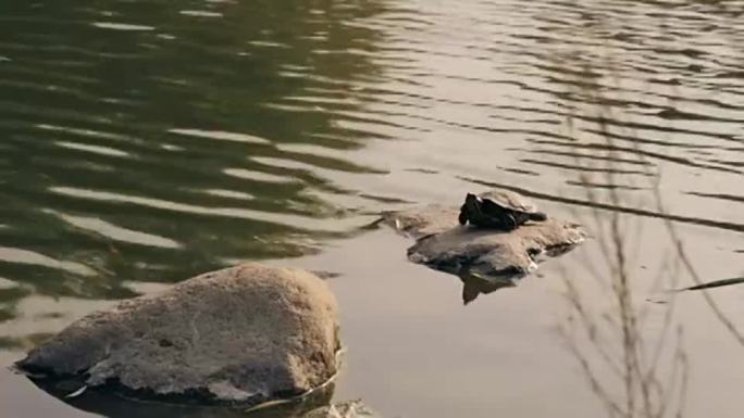 一只乌龟躺在湖里的一块石头上