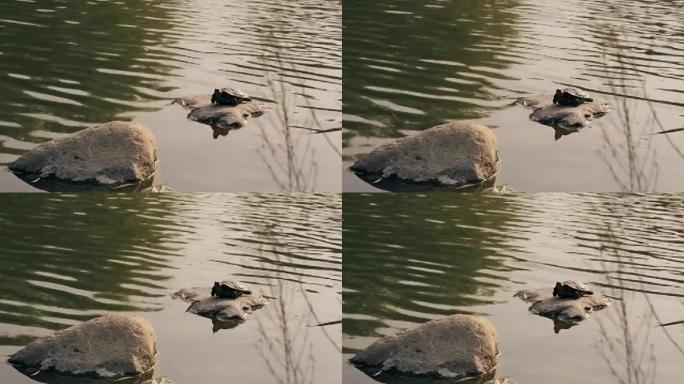 一只乌龟躺在湖里的一块石头上