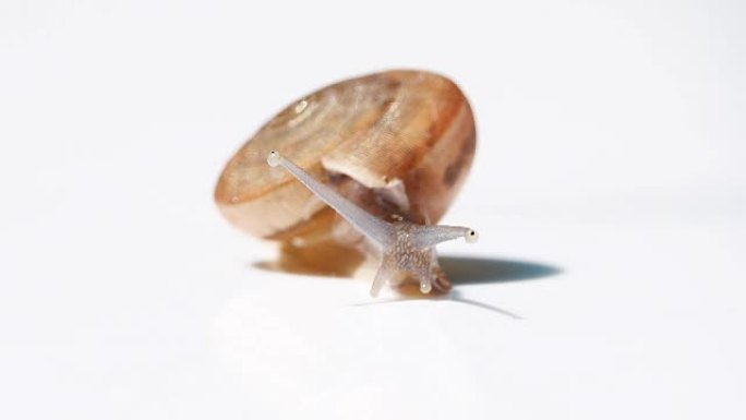白色背景上的蜗牛