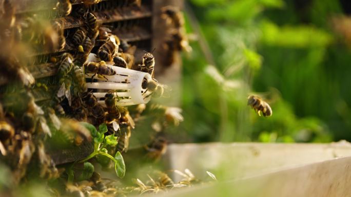 春天的养蜂场蜜蜂阳光下成群飞舞慢镜头
