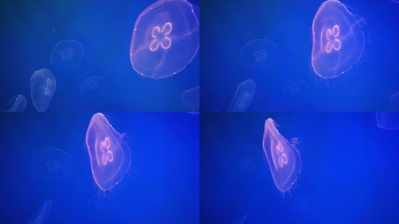 美杜莎美杜莎深海潜水水母