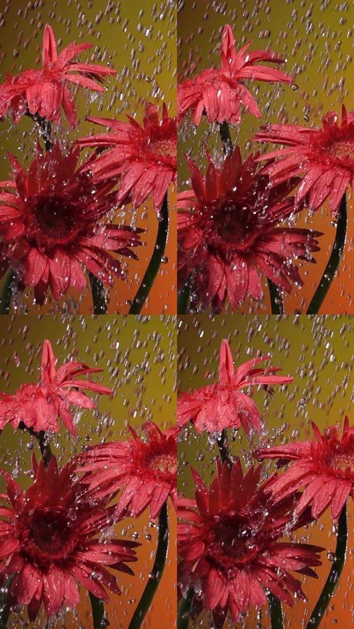 慢动作垂直镜头: 黄色背景下雨中的雏菊花