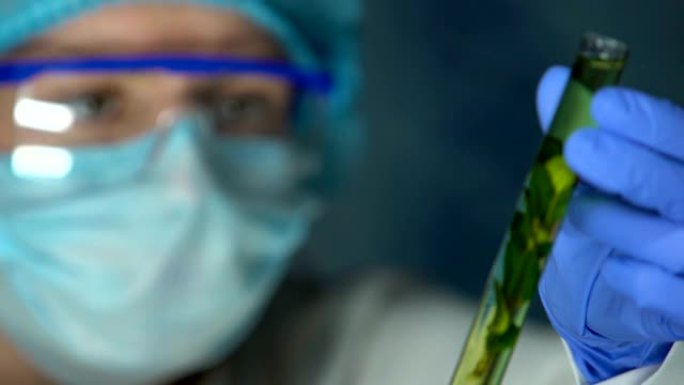 女性实验室专家将植物样品放在试管中，对农药的影响