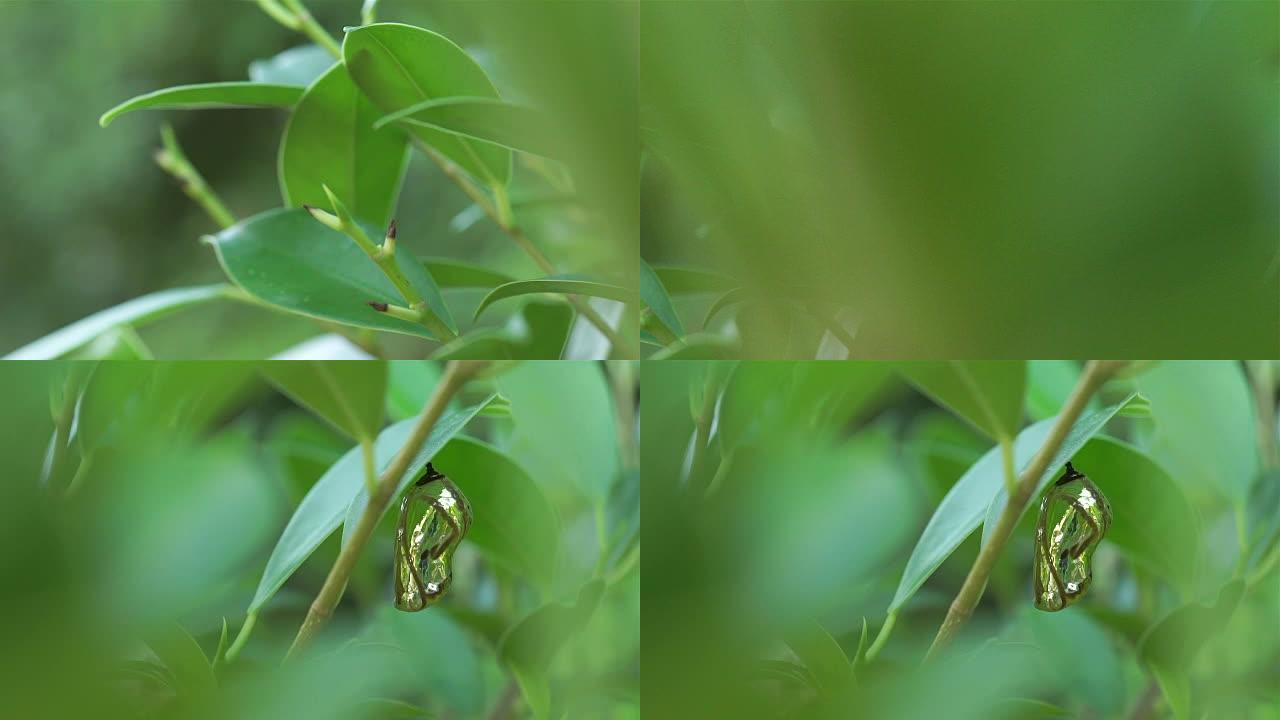 蝶蛹，从左到右平移相机。