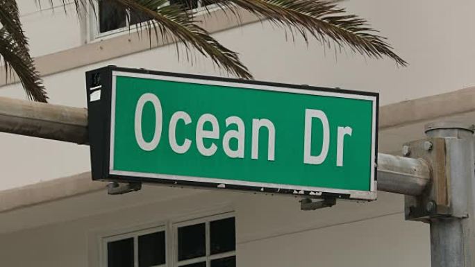 棕榈树在迈阿密的海洋大道