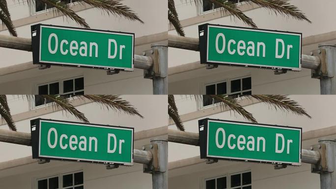 棕榈树在迈阿密的海洋大道