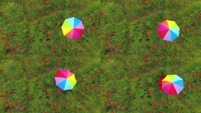 从上面看，一个不认识的女孩正在把五颜六色的伞缠在罂粟花上。