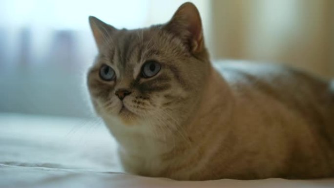 英国短毛猫可爱的脸，蓝色的大眼睛和淡紫色的头发，家养宠物