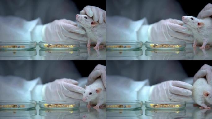 科学家对动物进行了转基因实验，研究