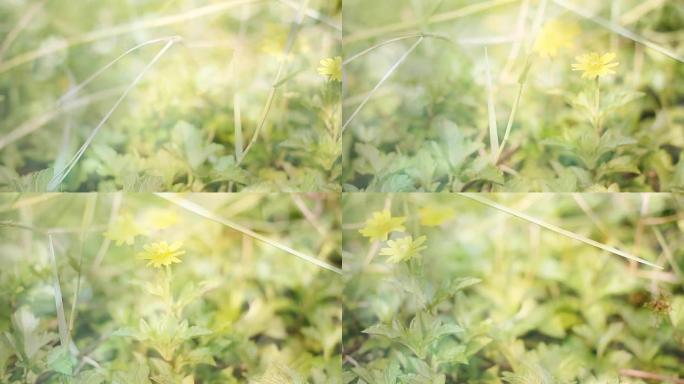 高清多莉: 春天的田野。