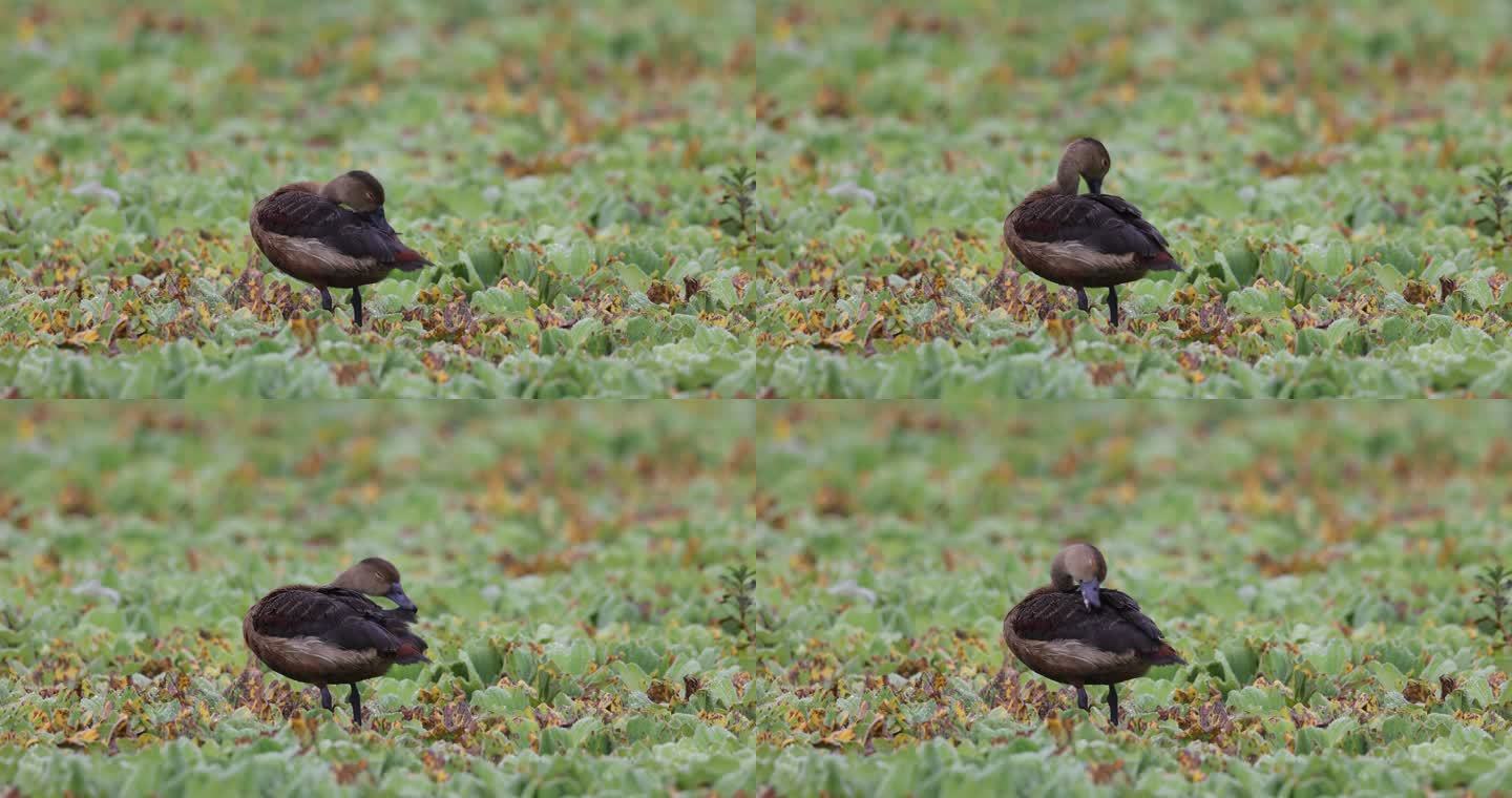 湿地大薸上的珍稀动物栗树鸭特写镜头