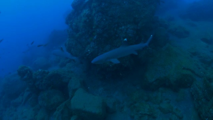 白鳍礁鲨白鳍礁鲨