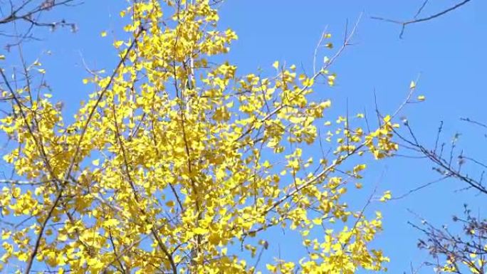 日本东京昭和基宁公园的彩色黄色银杏叶蓝天树枝