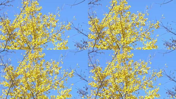 日本东京昭和基宁公园的彩色黄色银杏叶蓝天树枝