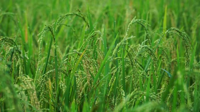 田间雨后潮湿的水稻作物