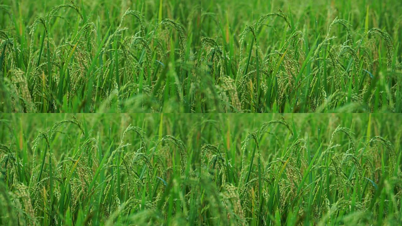 田间雨后潮湿的水稻作物