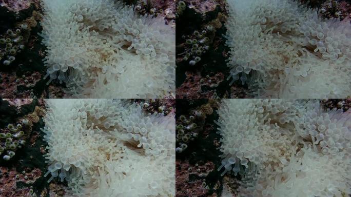 白海葵和海葵鱼海底