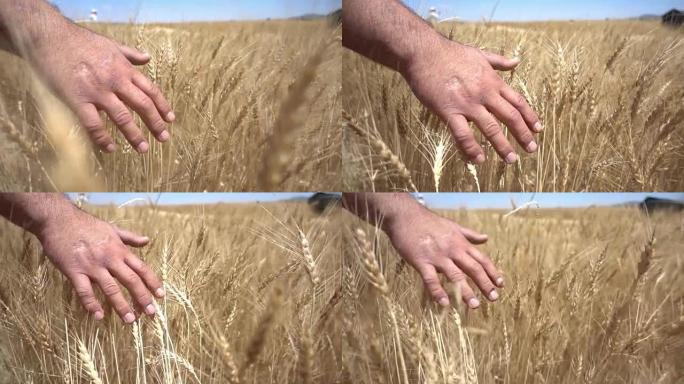 触摸小麦丰收成熟初夏