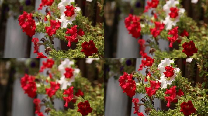 花园中的红色花朵红色花朵