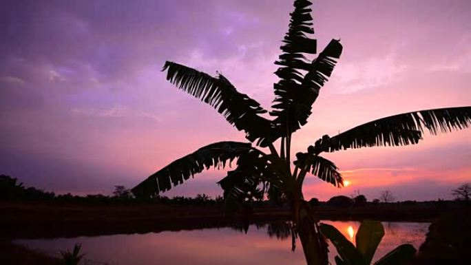 日落时黑影一棵树椰林树影椰子树傍晚黄昏晚