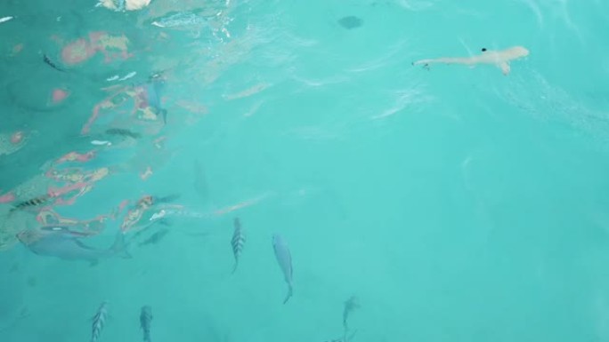 海洋中有热带鱼的小鲨鱼