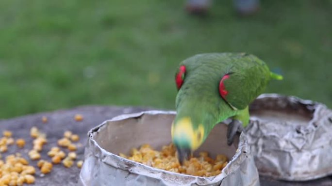 绿鹦鹉喂养玉米生态环境自然景色素材实拍