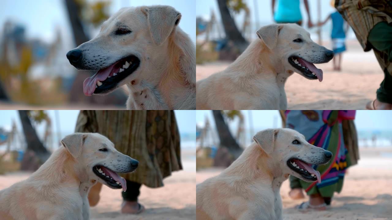 一只白色的狗躺在海滩上棕榈树的树荫下，伸出舌头