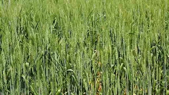 盛开的绿色稻花在稻田里随风摇曳