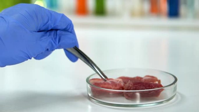 卫生实验室的工作人员从培养皿中取出一块肉进行研究