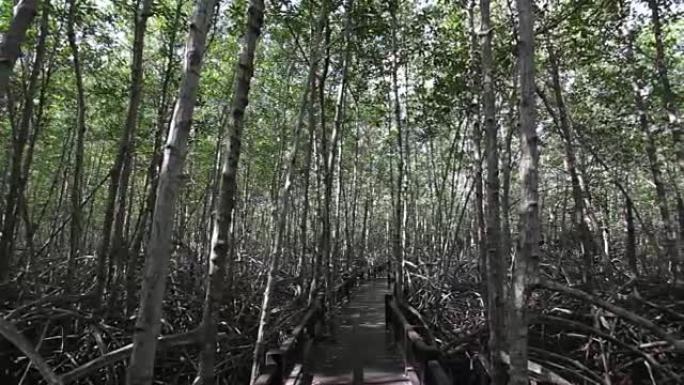 泰国的红树林