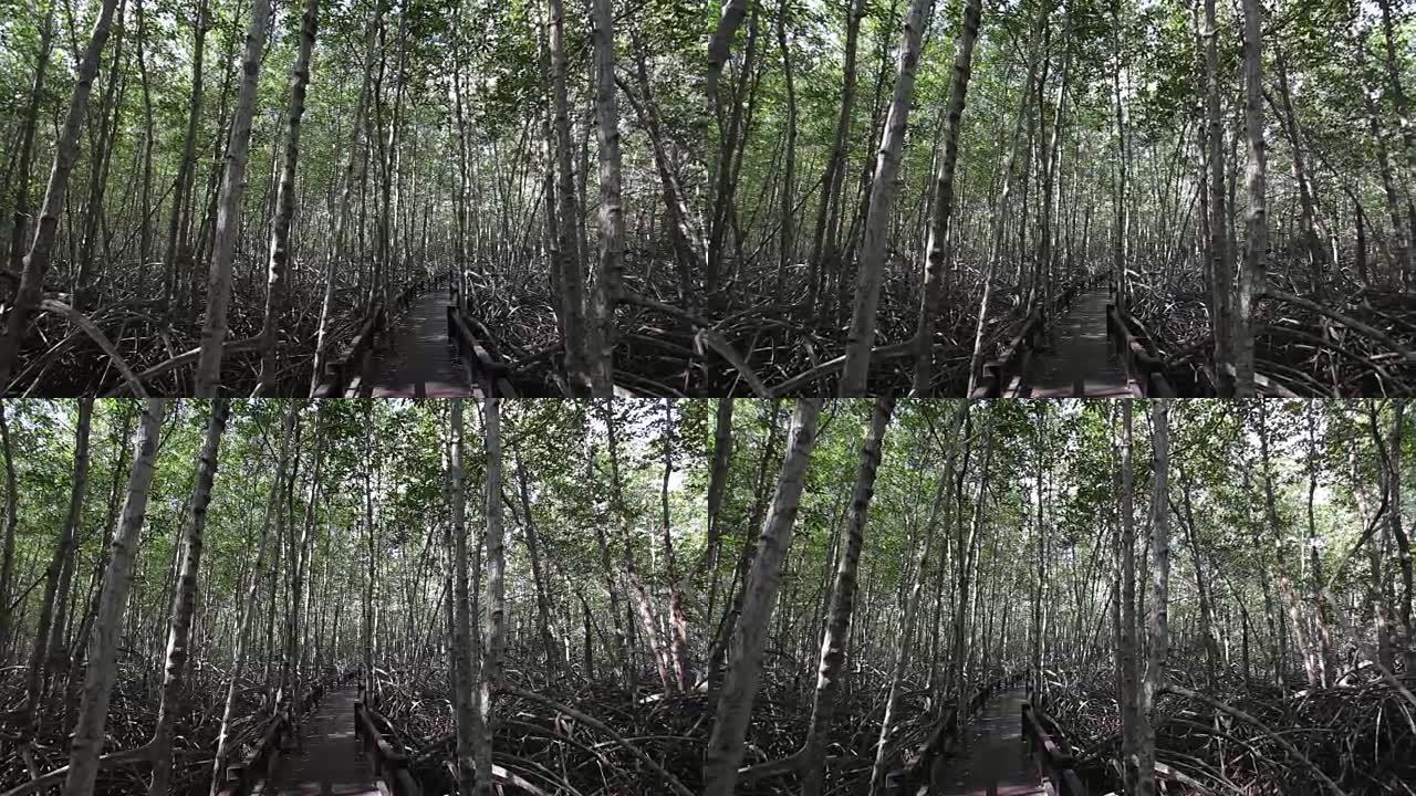 泰国的红树林