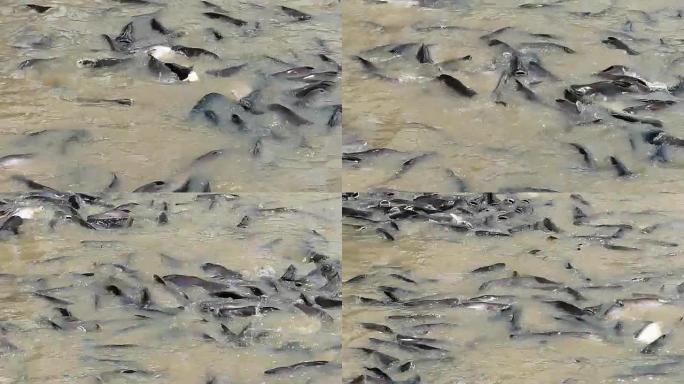 在泰国大城府喂养河鱼